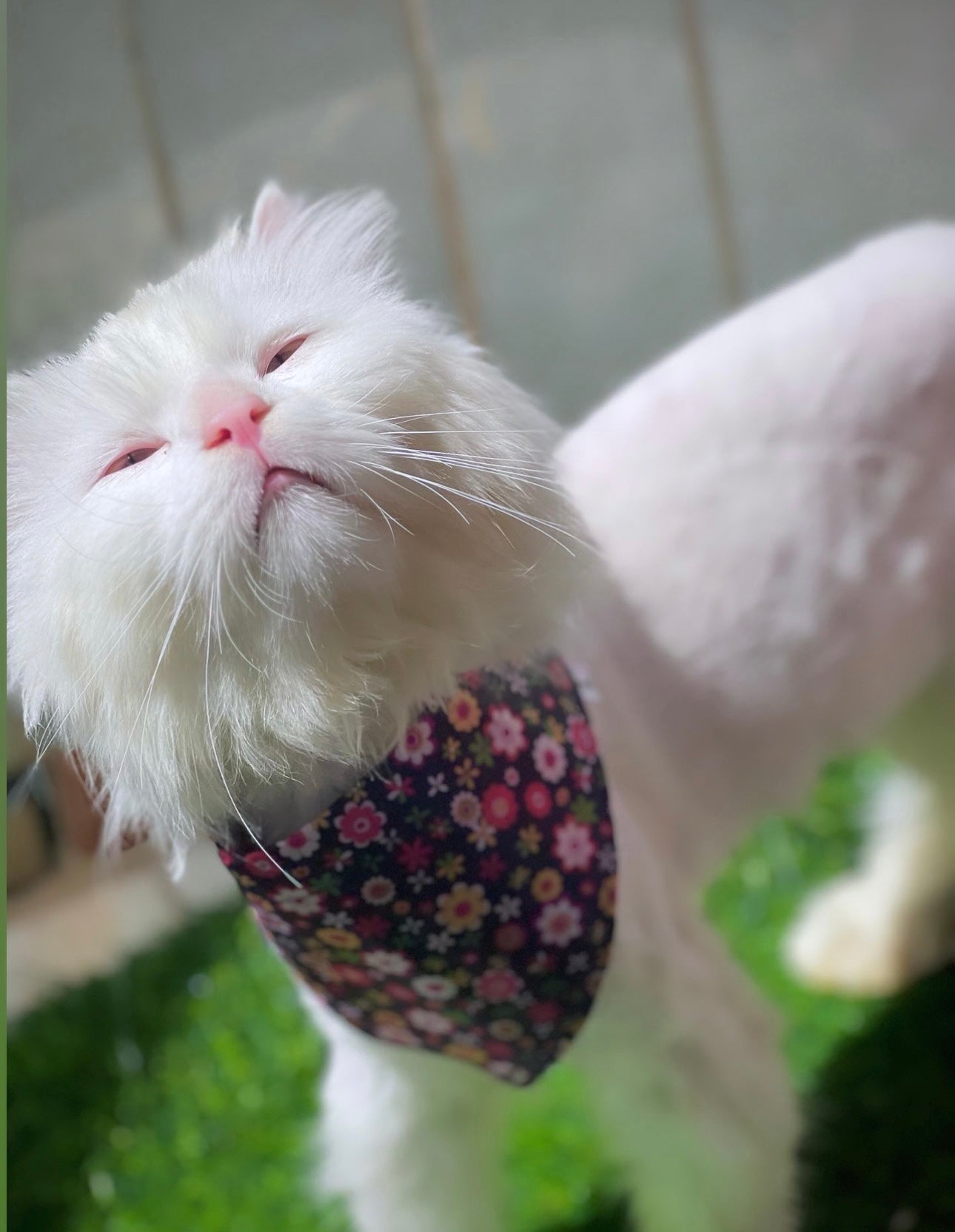 Rosetta pet bandana π