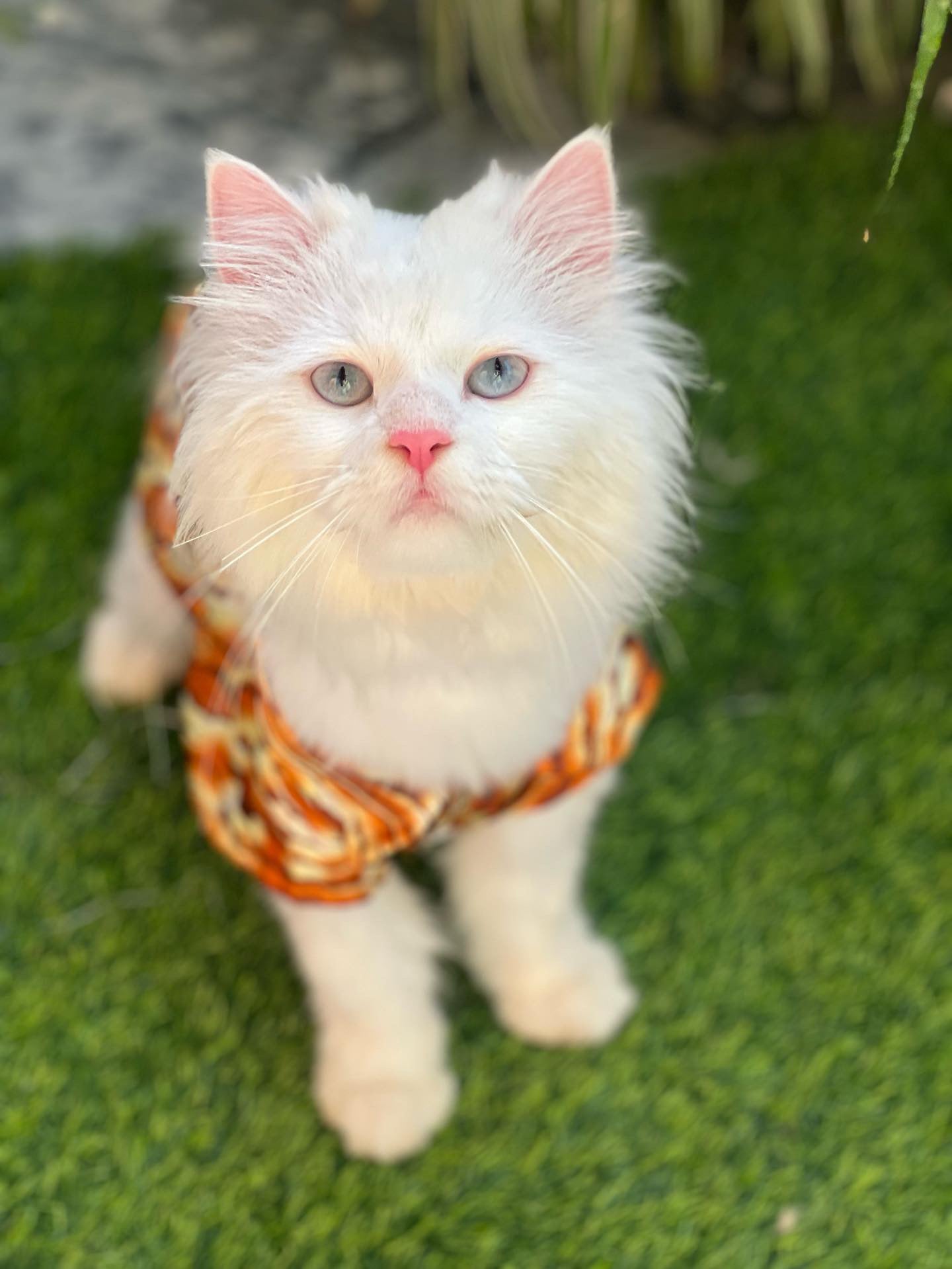 Leopard collar pet shirt 🐯