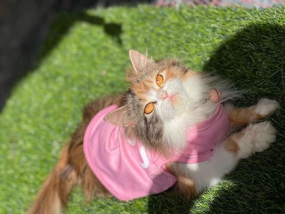 Boss Pet Shirt - PINK