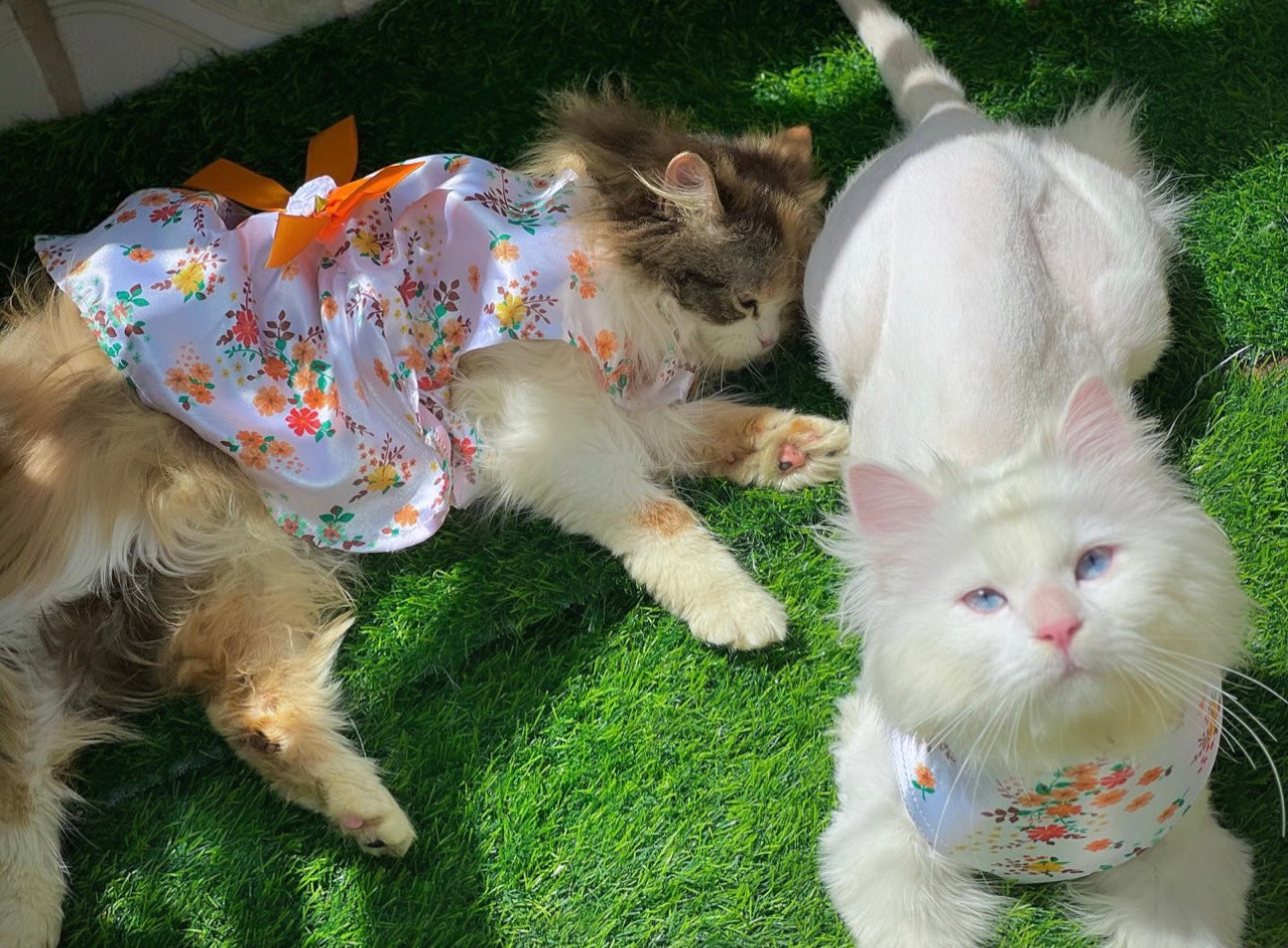 Marygold pet bandana ๐ผ๐๐ฟ
