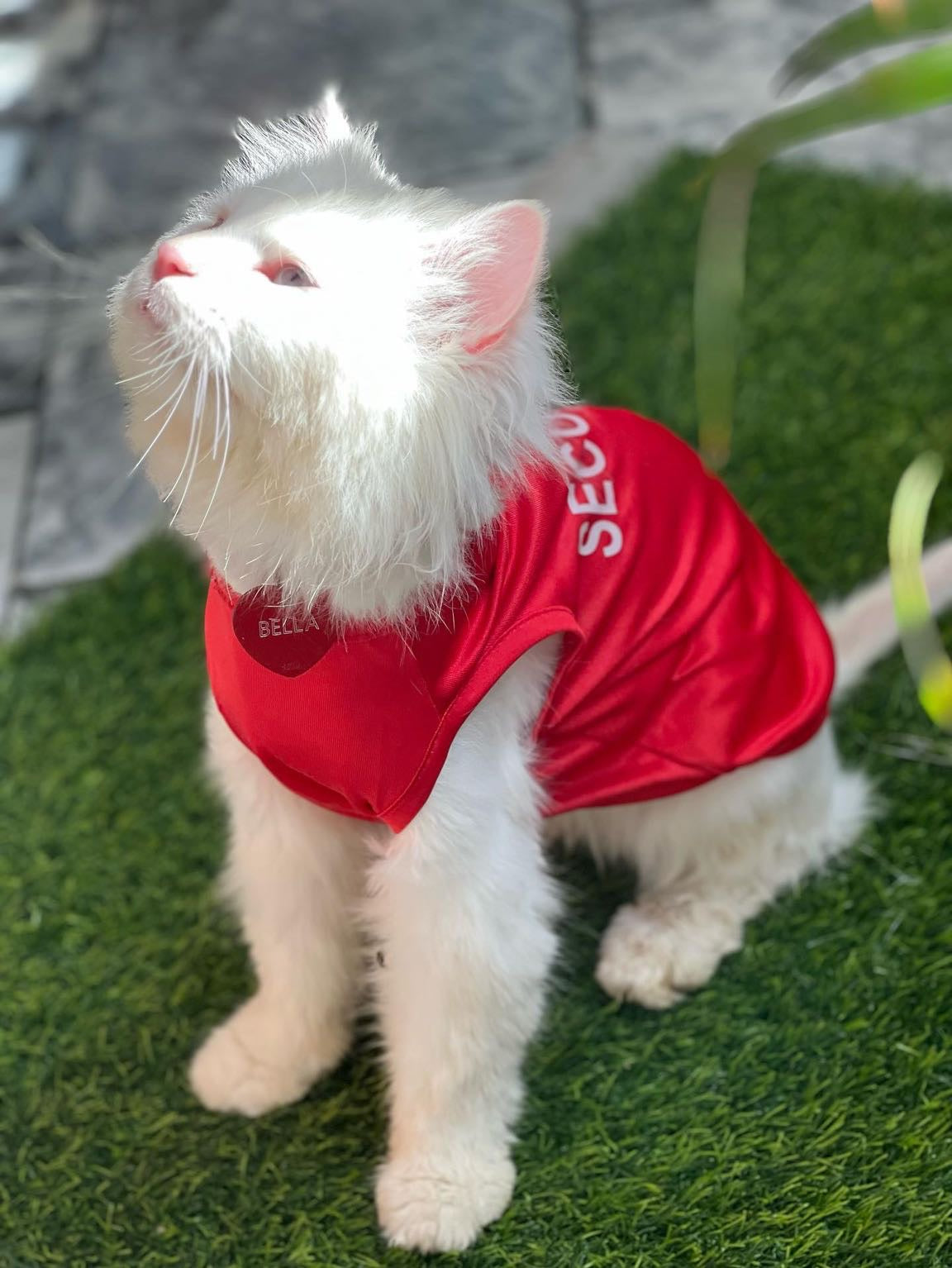 Security pet shirt - RED π