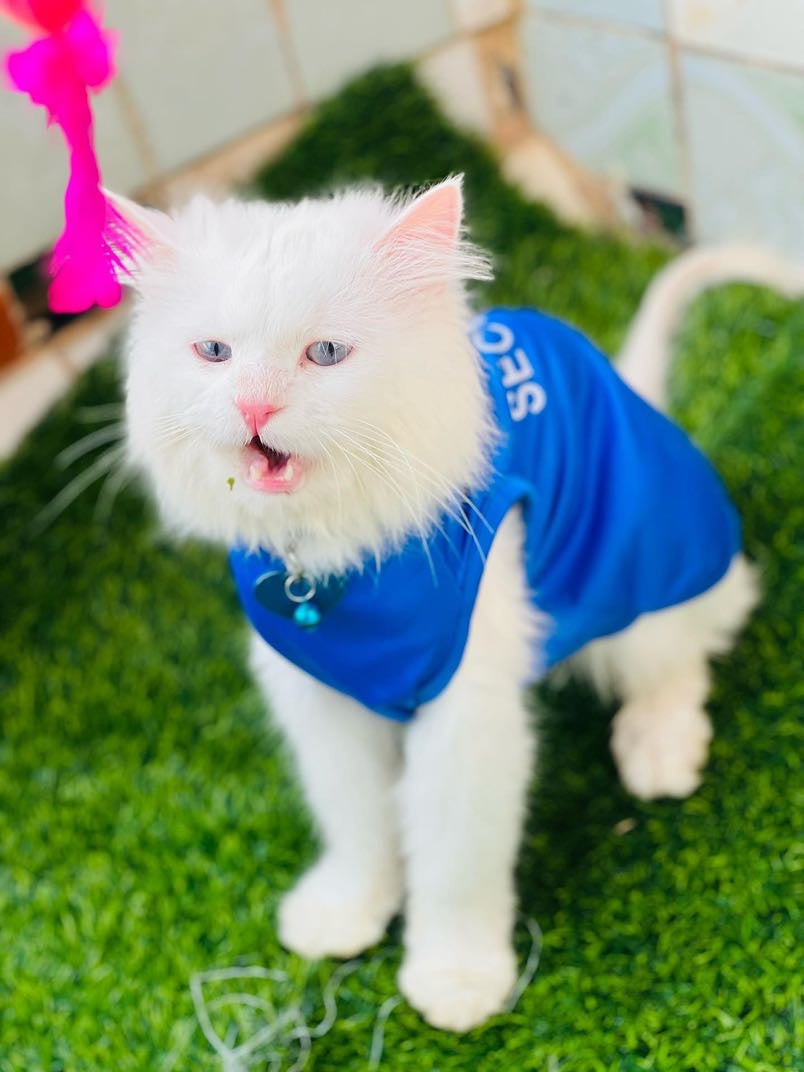 Security pet shirt - BLUE 🚔