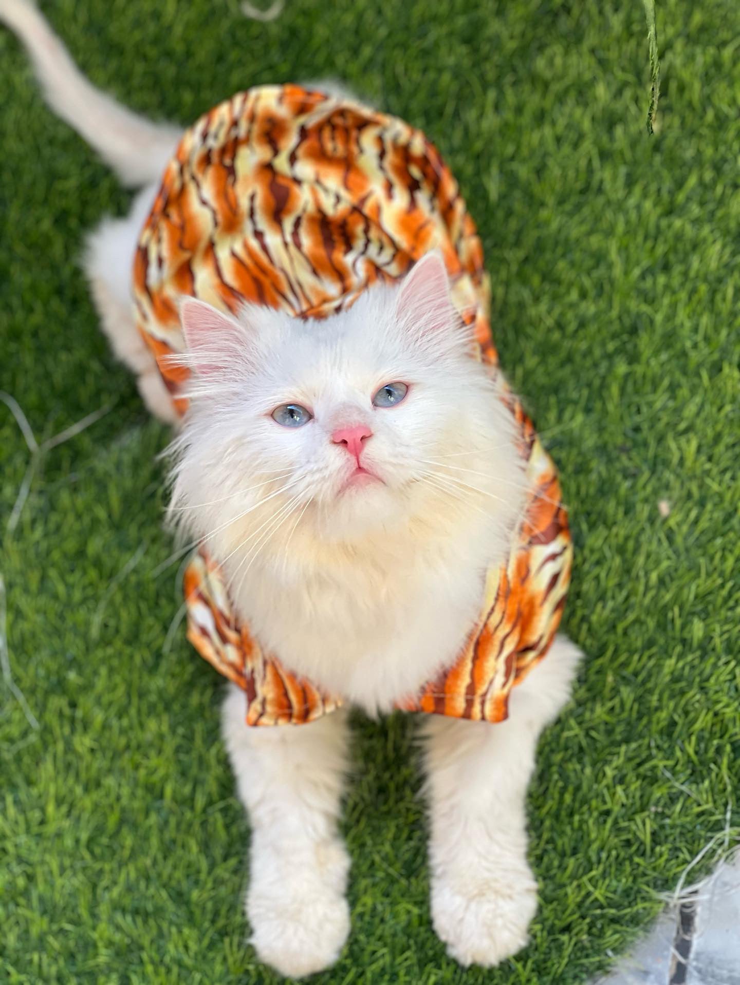 Leopard collar pet shirt 🐯