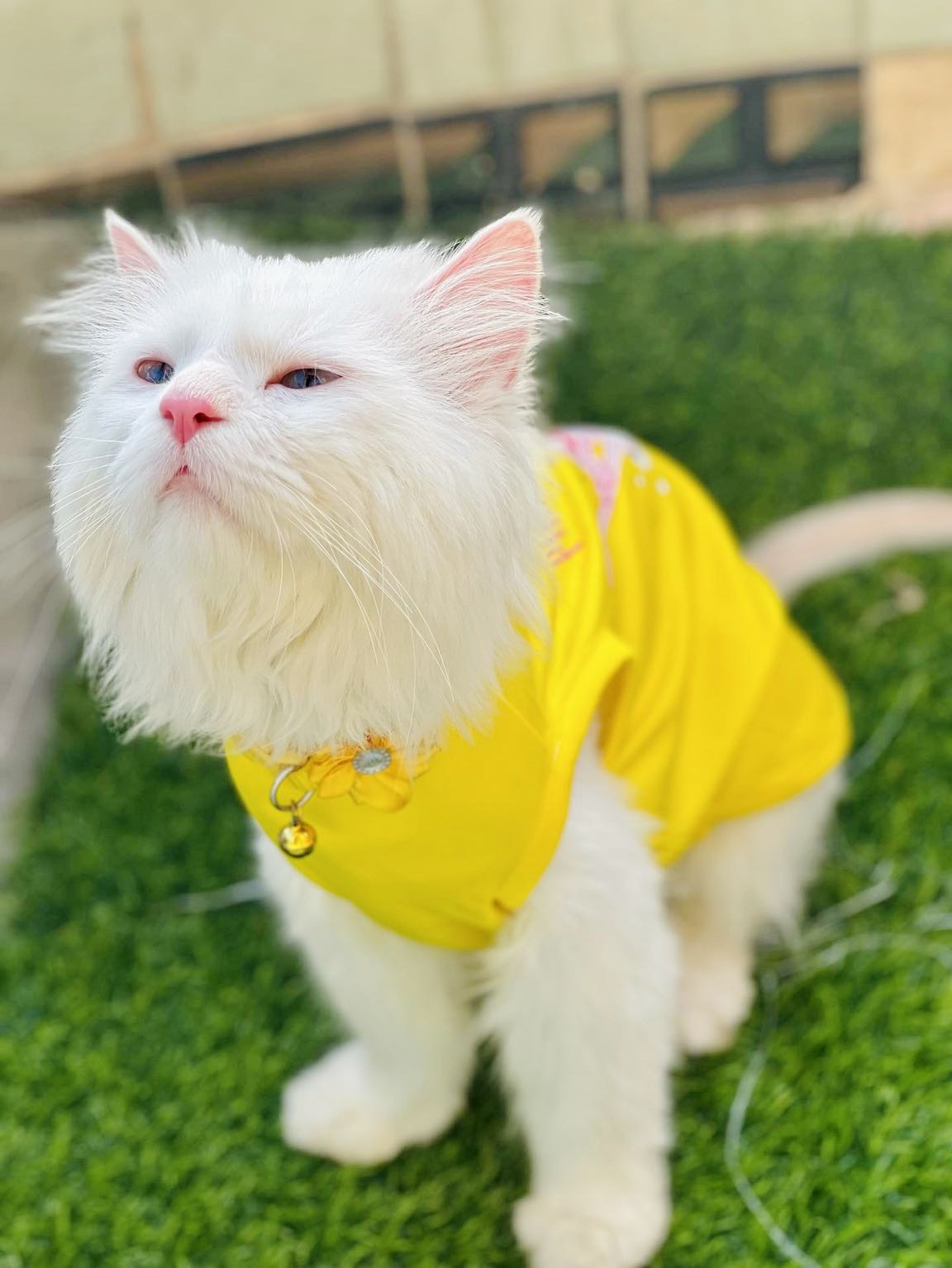Pink panther pet shirt 🐆