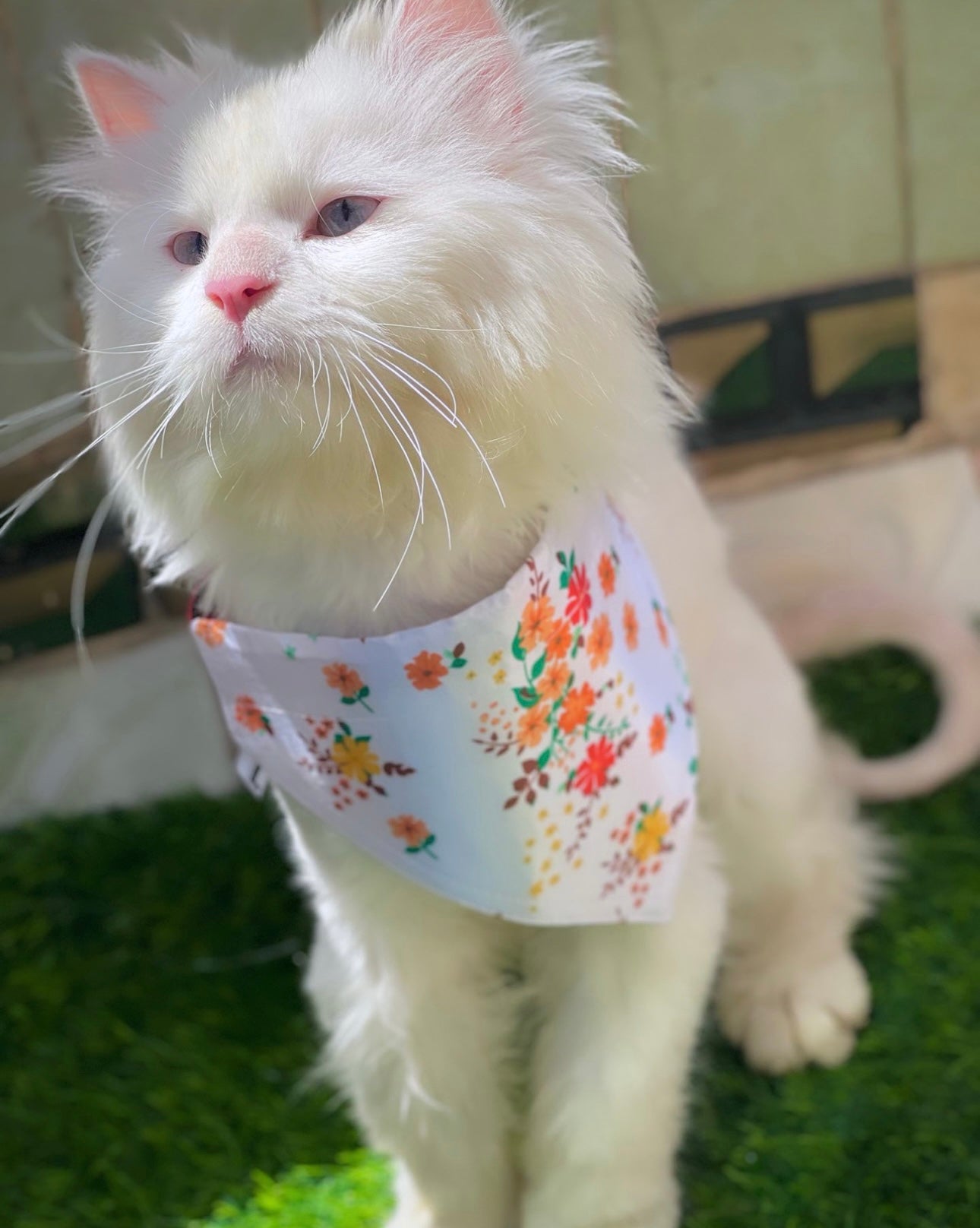 Marygold pet bandana ๐ผ๐๐ฟ