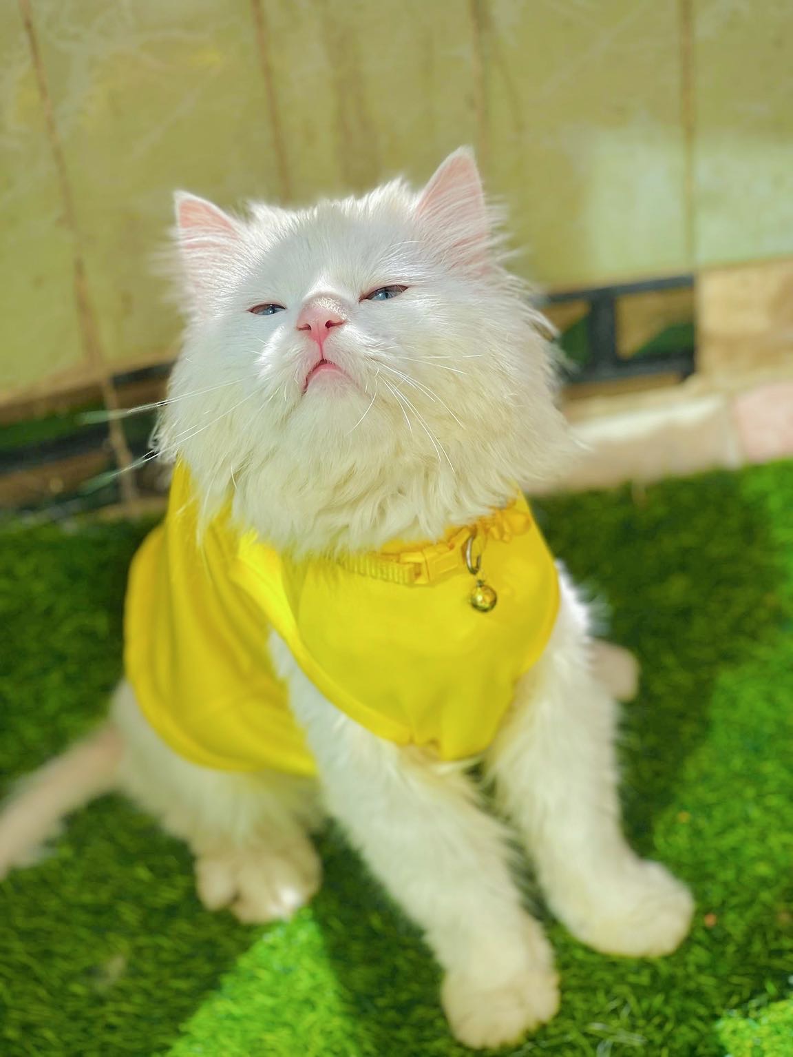 Pink panther pet shirt 🐆