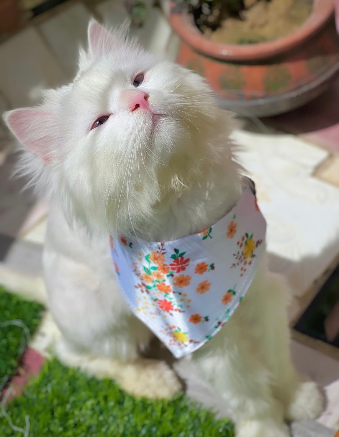 Marygold pet bandana ๐ผ๐๐ฟ