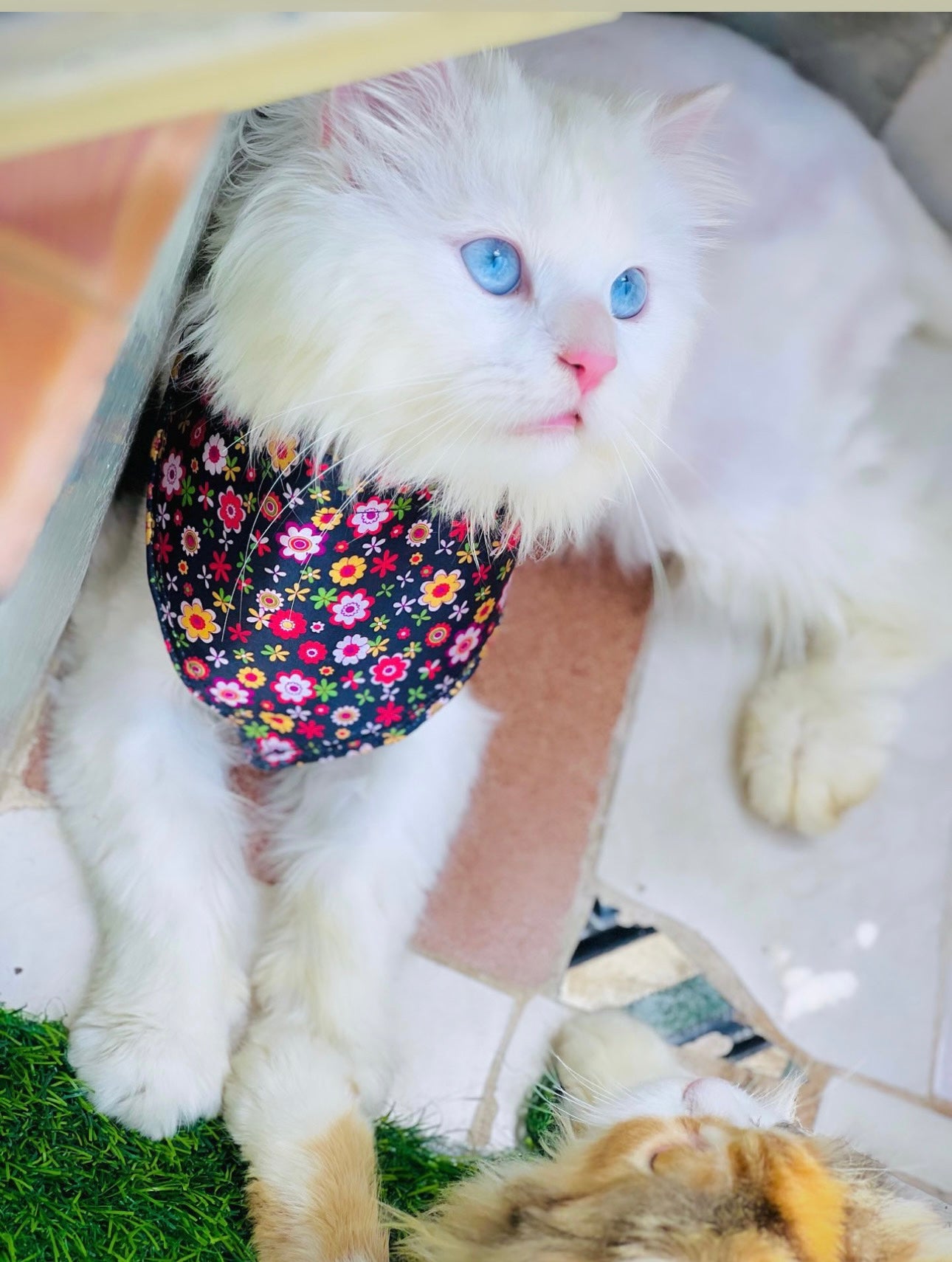 Rosetta pet bandana π
