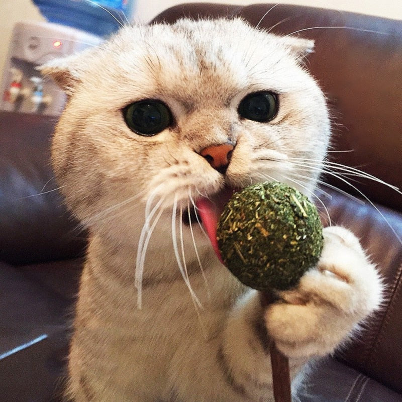 Catnip Lollipop.
