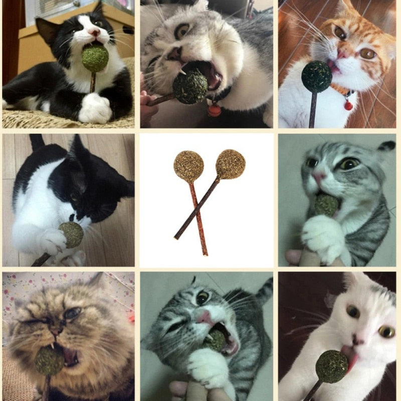 Catnip Lollipop.
