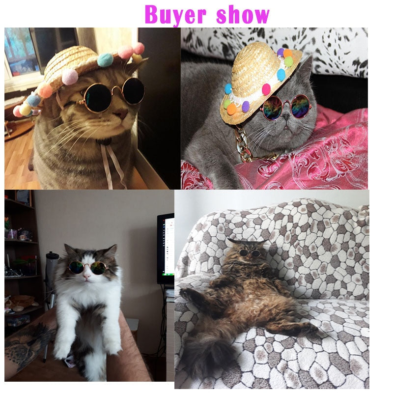 Pet glasses – Cool look