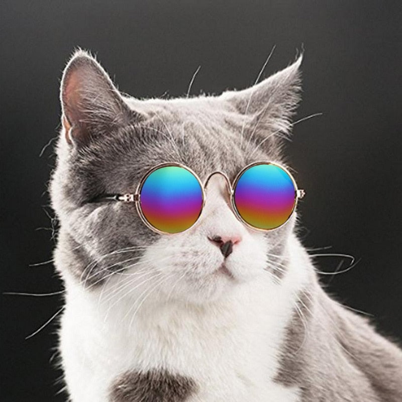 Pet glasses – Cool look