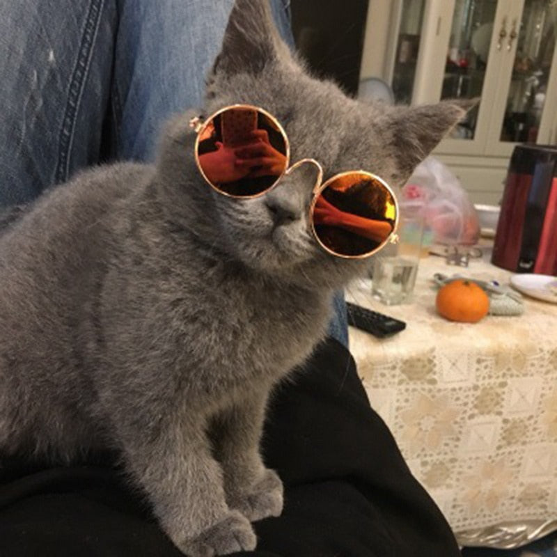 Pet glasses – Cool look