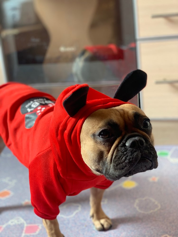 Mickey mouse Pet Hoodie- Spring.