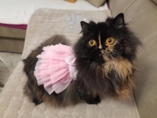 Stripped Pet Frock Pink Summer