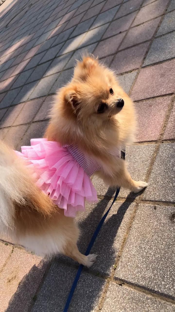 Stripped Pet Frock Pink Summer