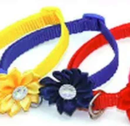 Daisy pet collar