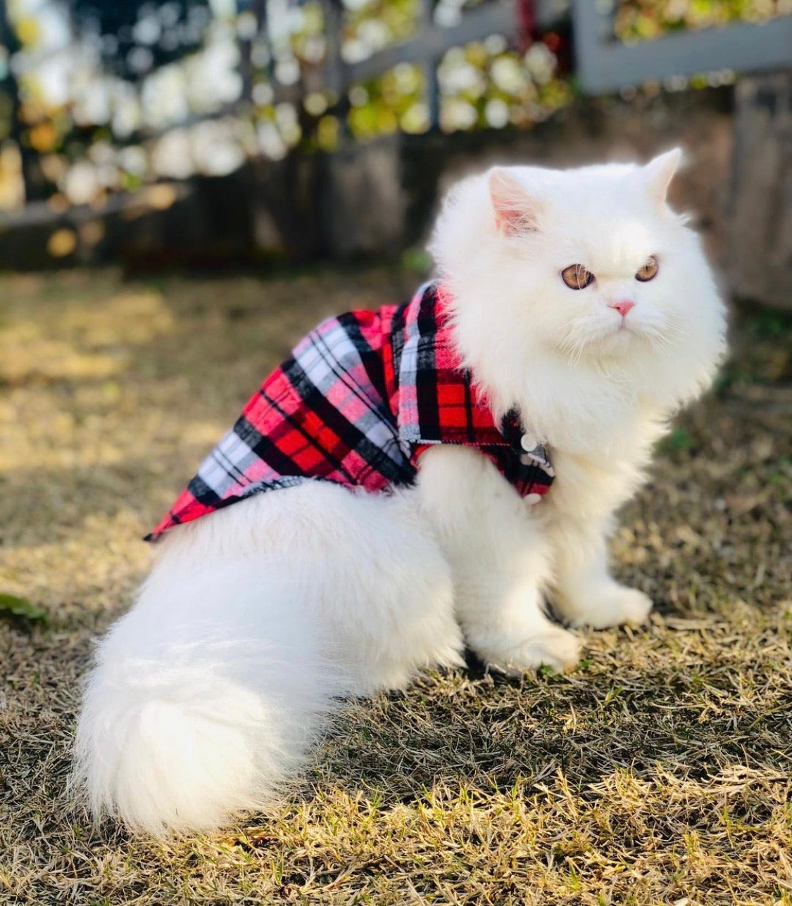 Grid Pet shirt- Spring.