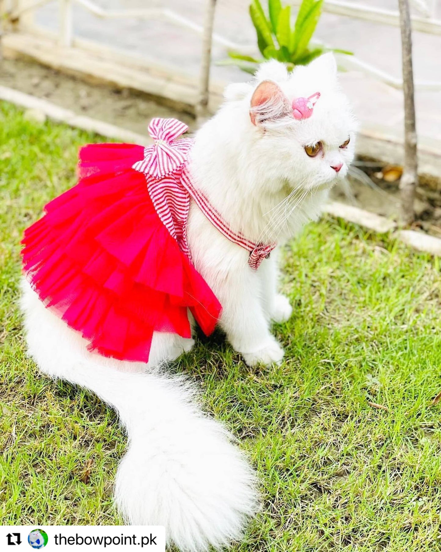 Red Stripped Pet Frock - Summer