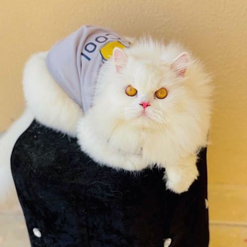 Mr. Cool Pet shirt - Summer