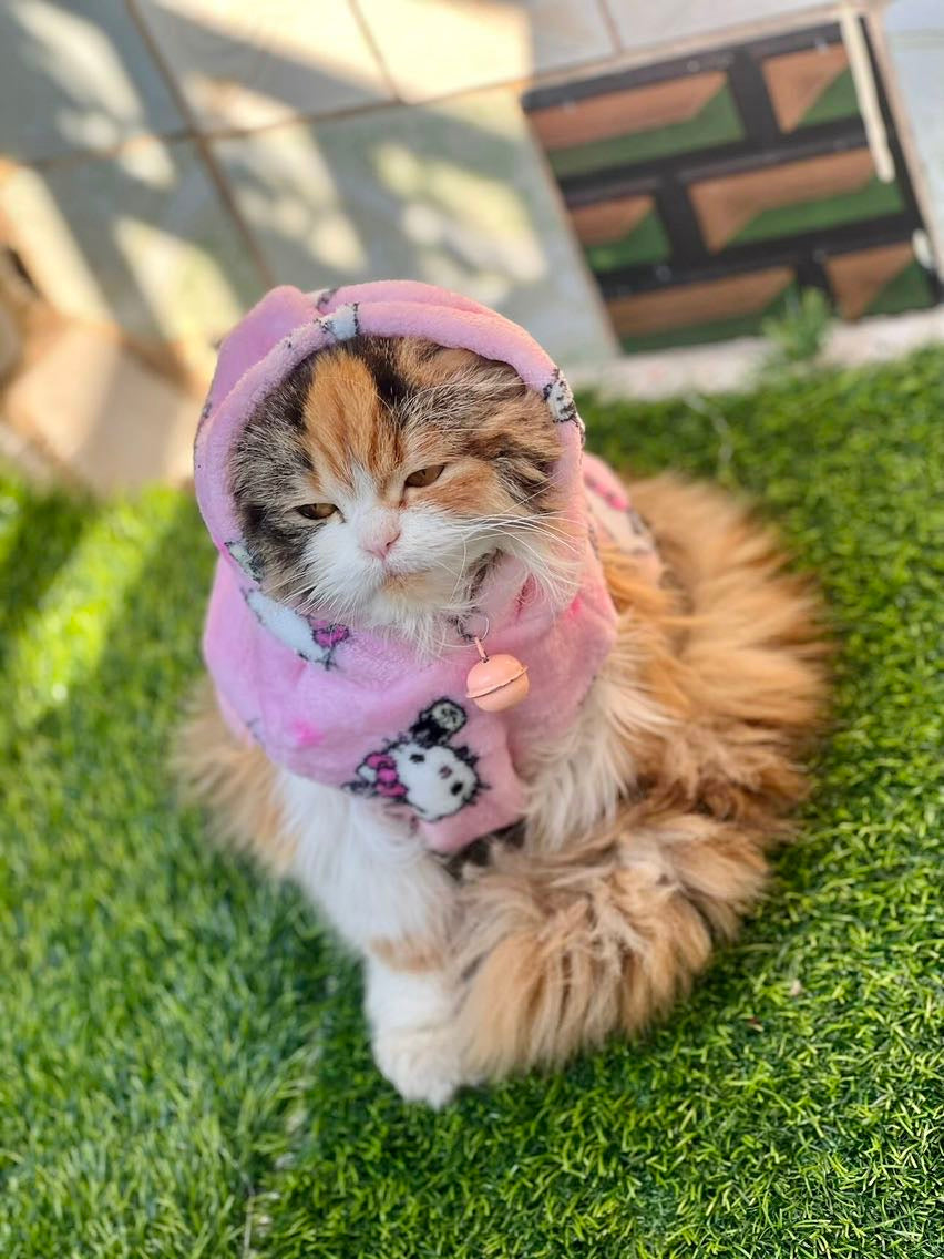 Hello kitty pet hoodie - Pink 💓🐾