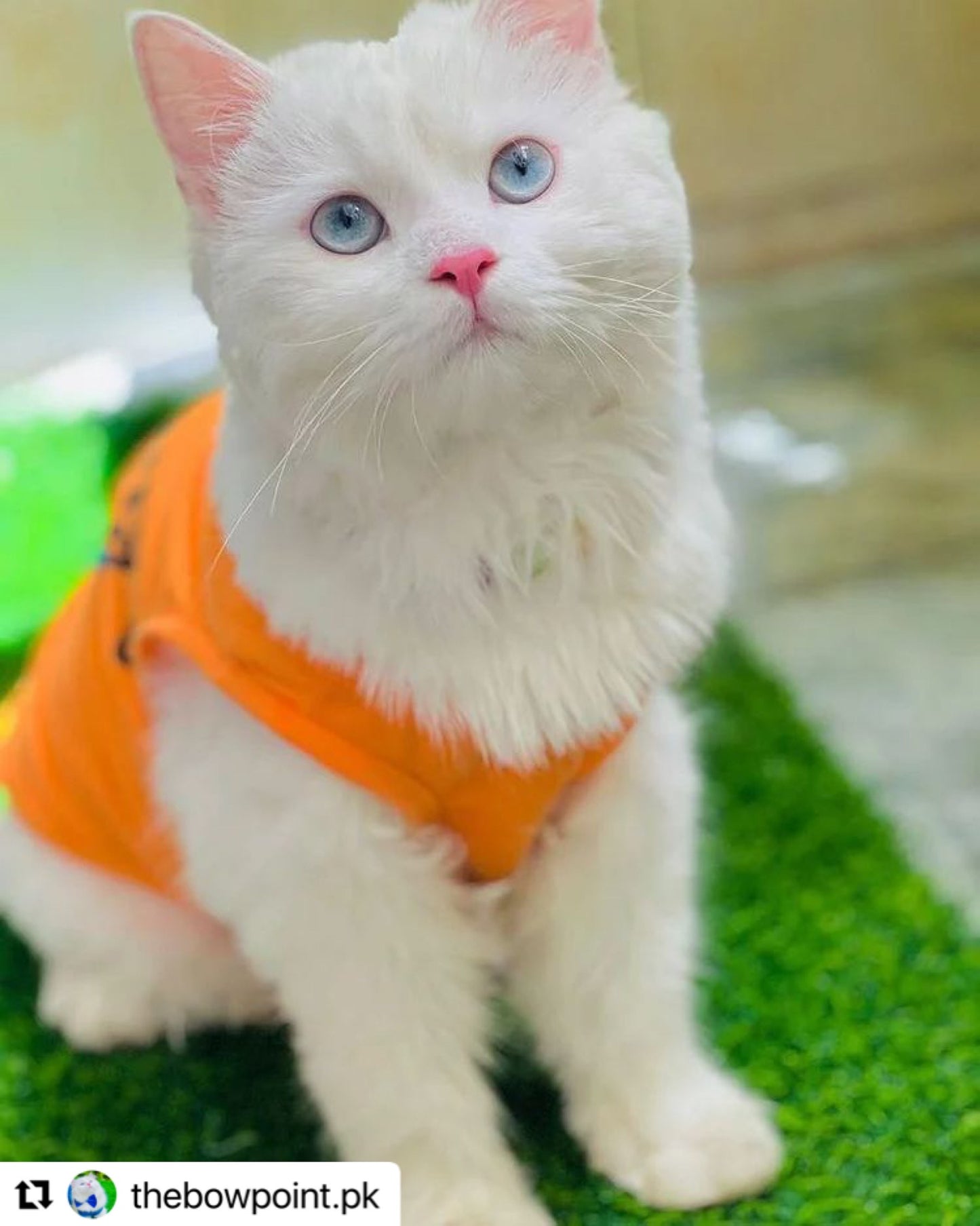 Mommy’s boy pet shirt