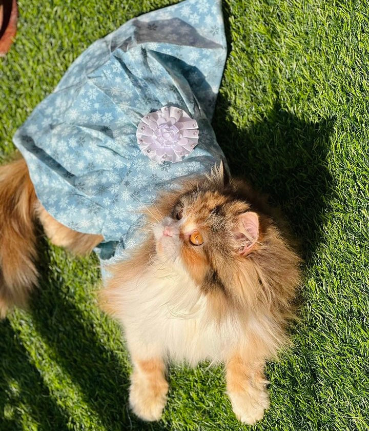 Elsa Pet Frock ❄️