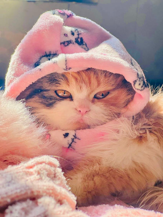 Hello kitty pet hoodie - Pink ππΎ