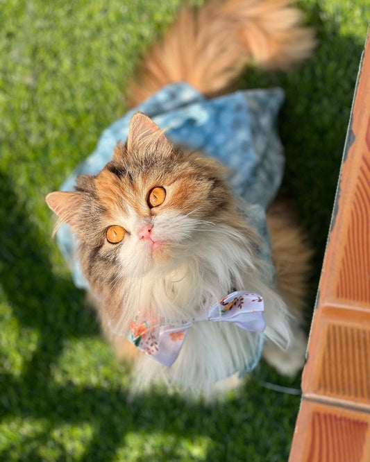 Elsa Pet Frock βοΈ