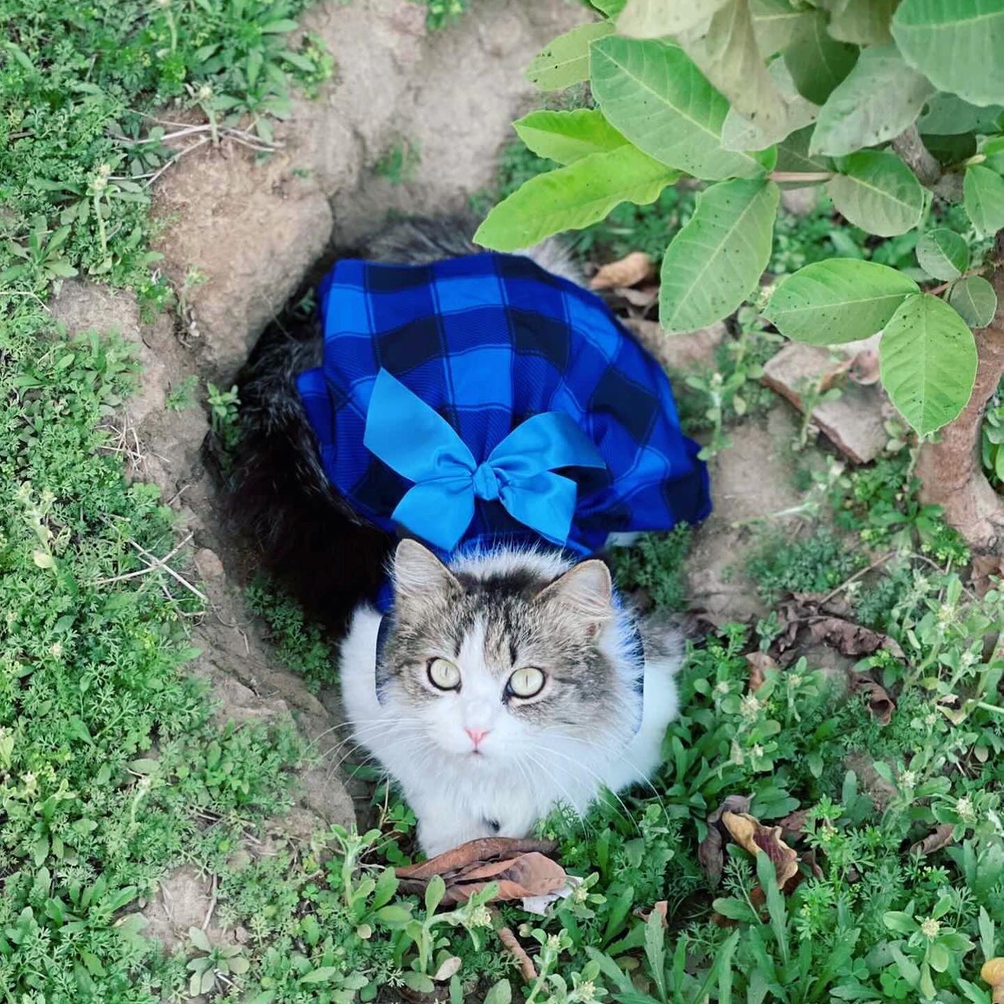 Grid pet frock - Blue