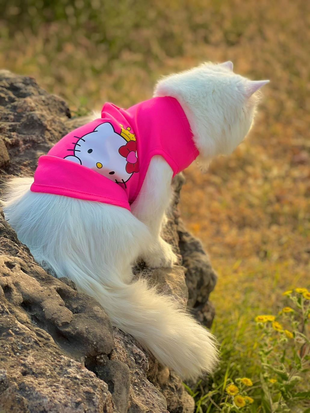 Hello Kitty Pet shirt Summer
