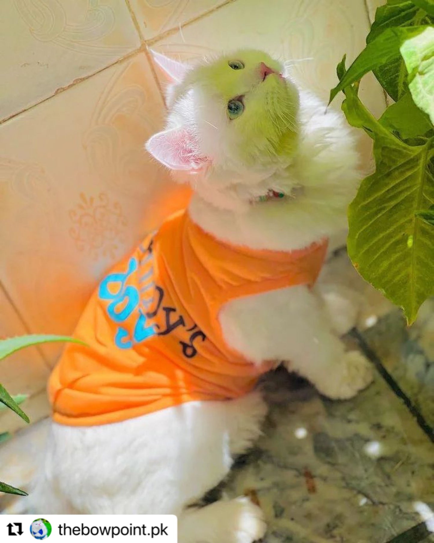Mommy’s boy pet shirt