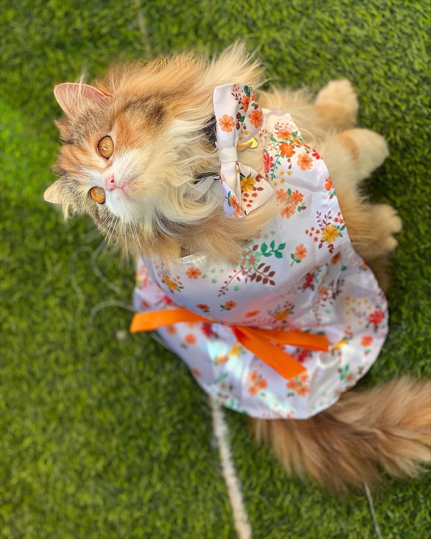 Marigold Pet Kimono ππ