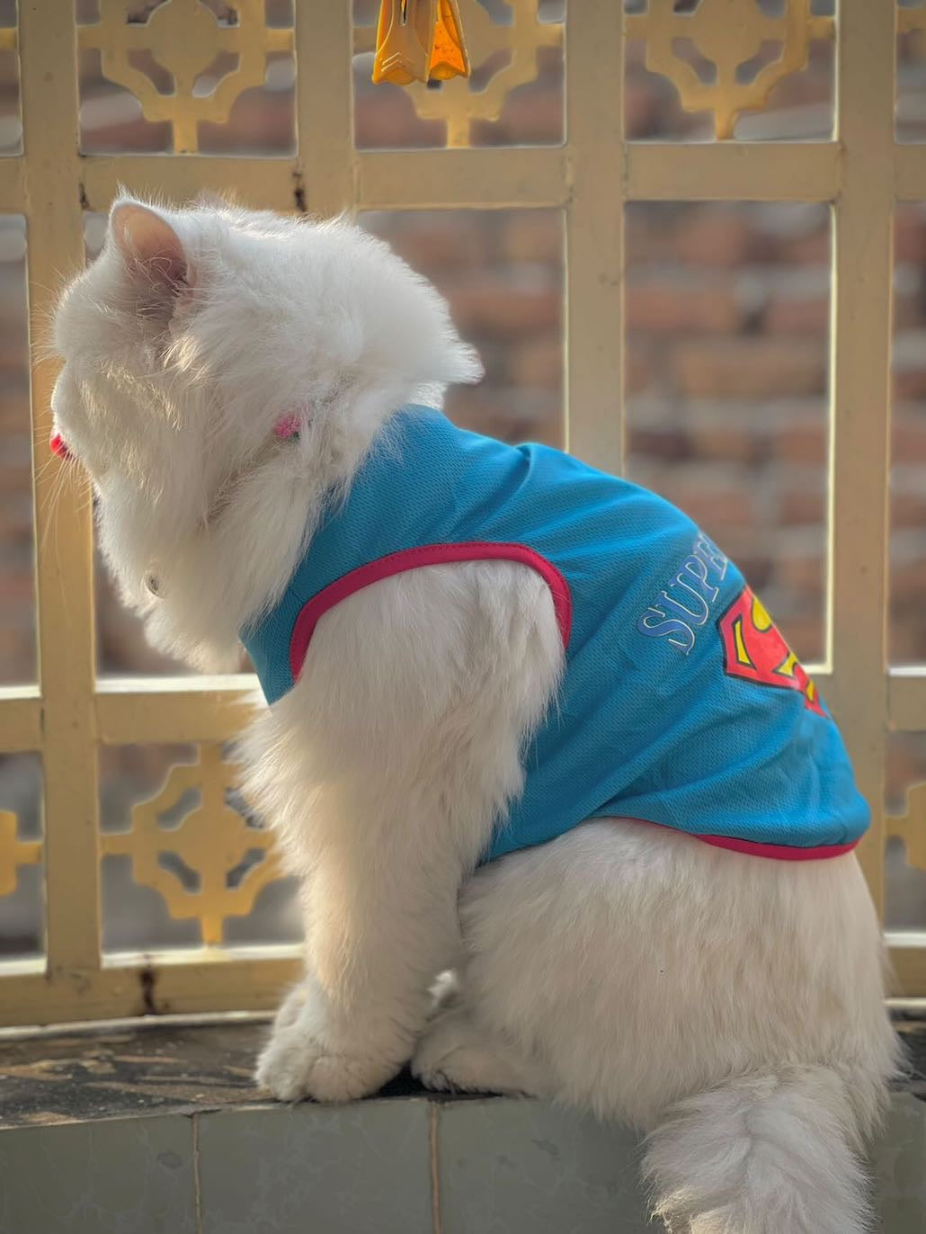 Superman pet shirt