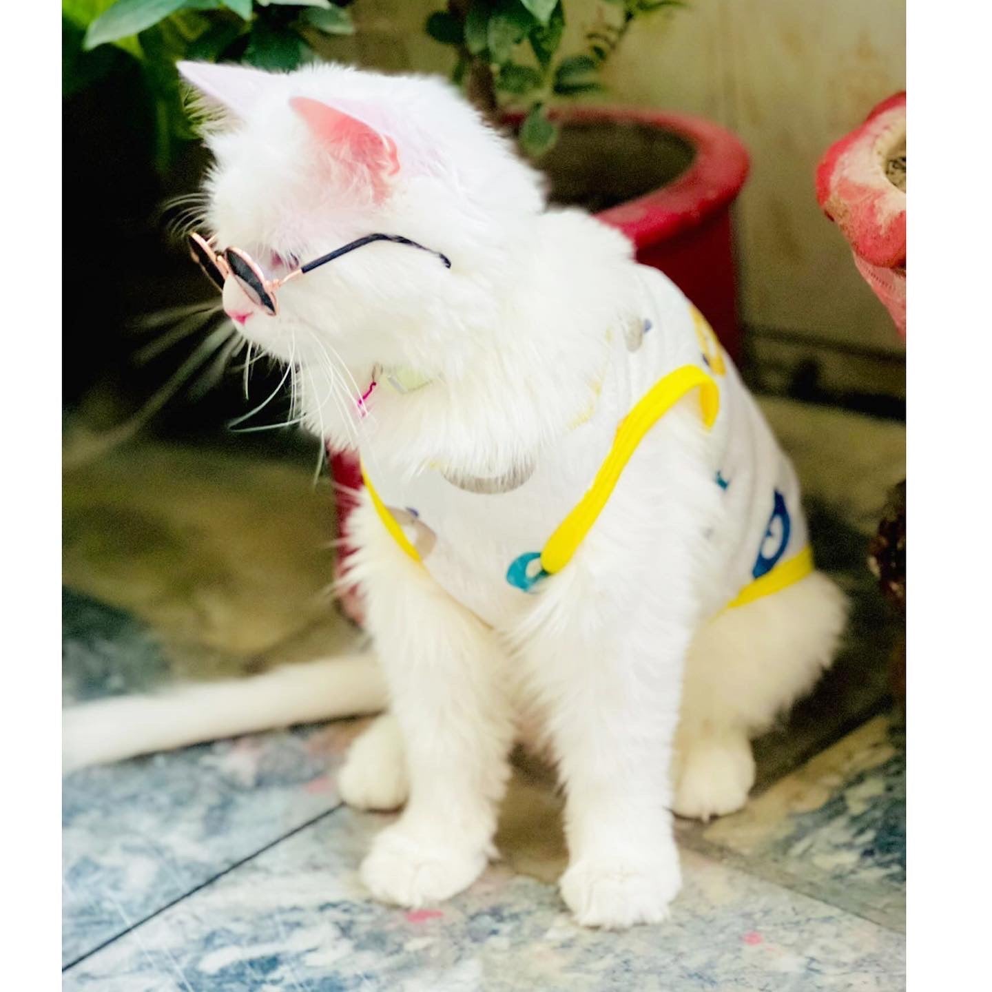 Bear pet shirt 🧸
