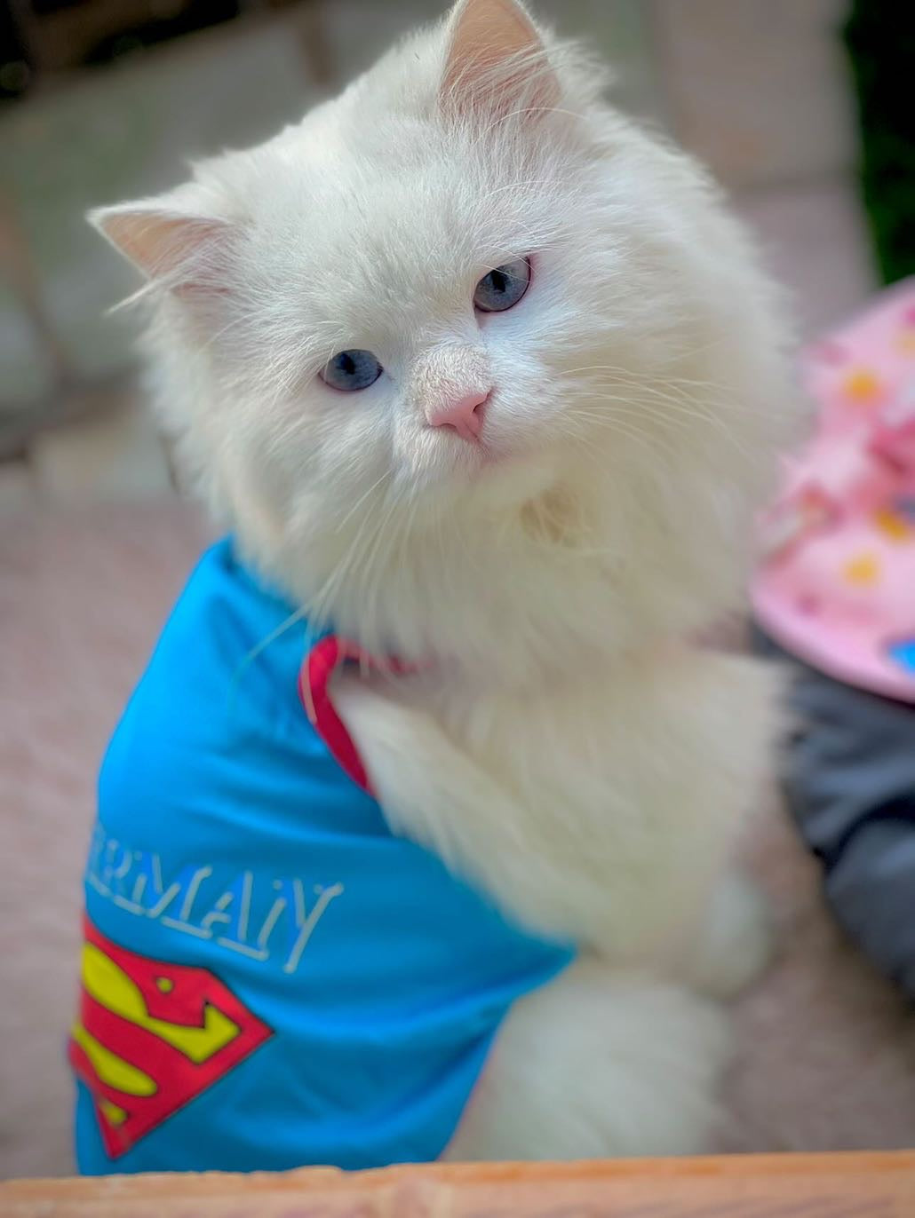 Superman pet shirt