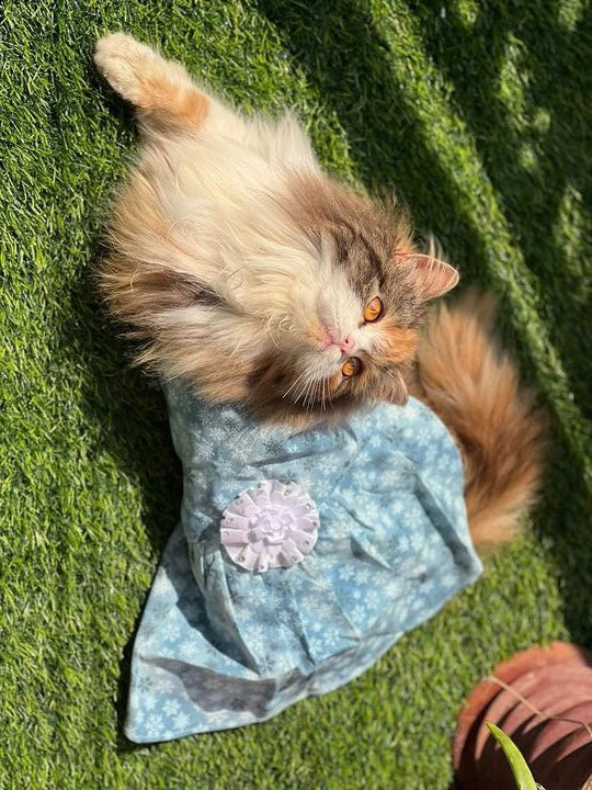 Elsa Pet Frock ❄️