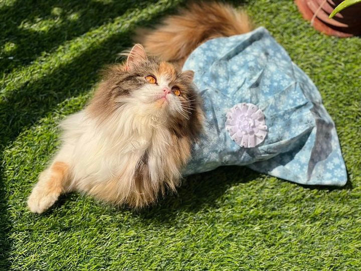 Elsa Pet Frock ❄️