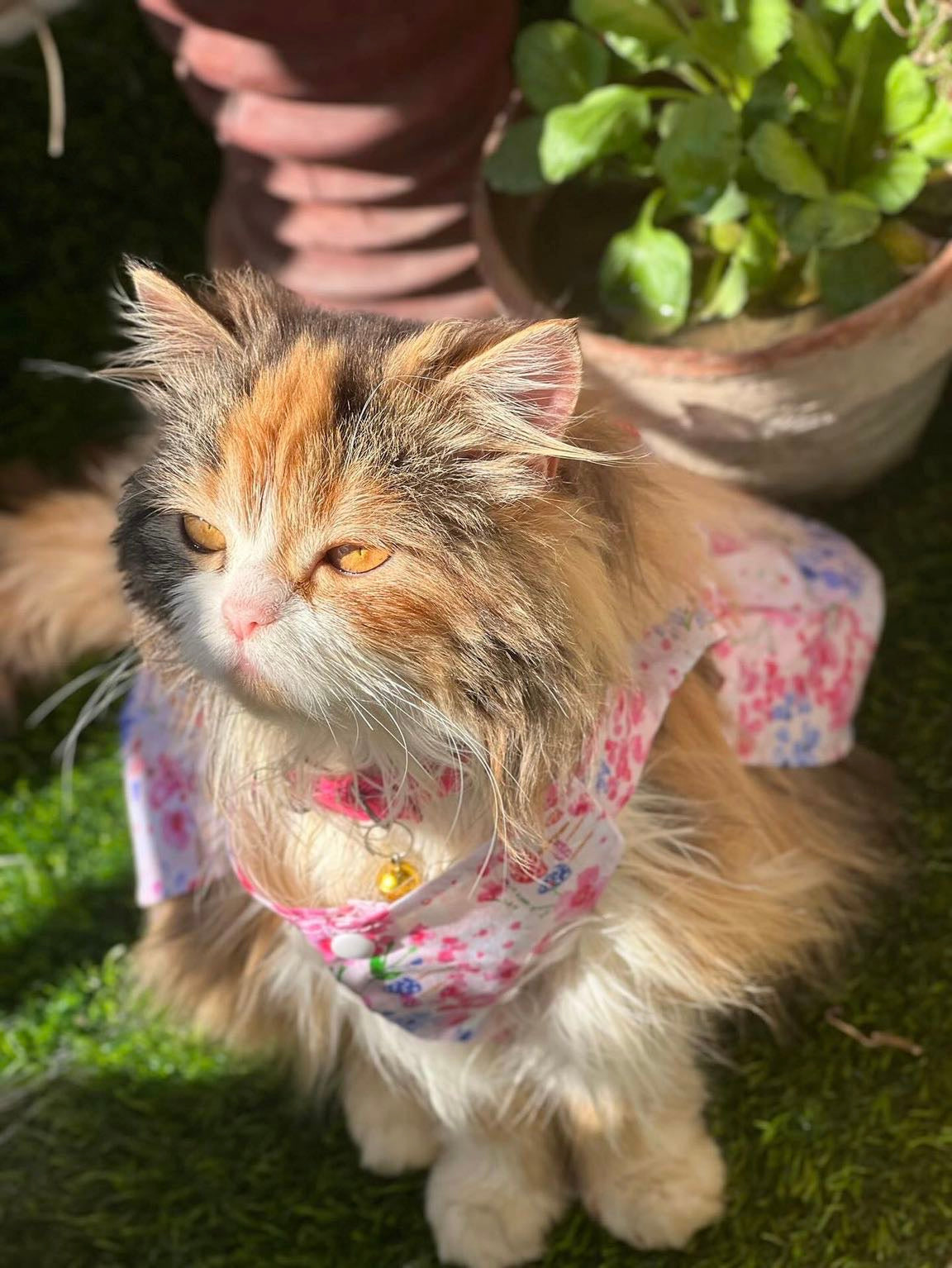 Flora Pet Frock 🌺