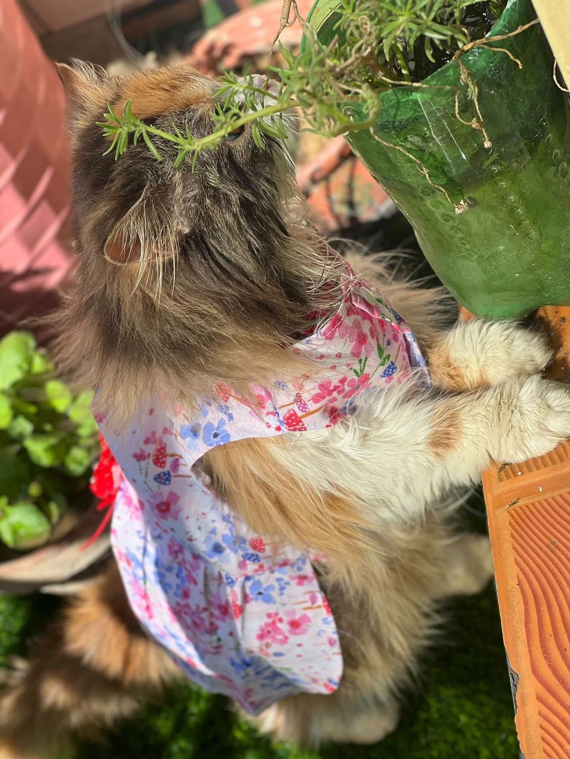 Flora Pet Frock 🌺