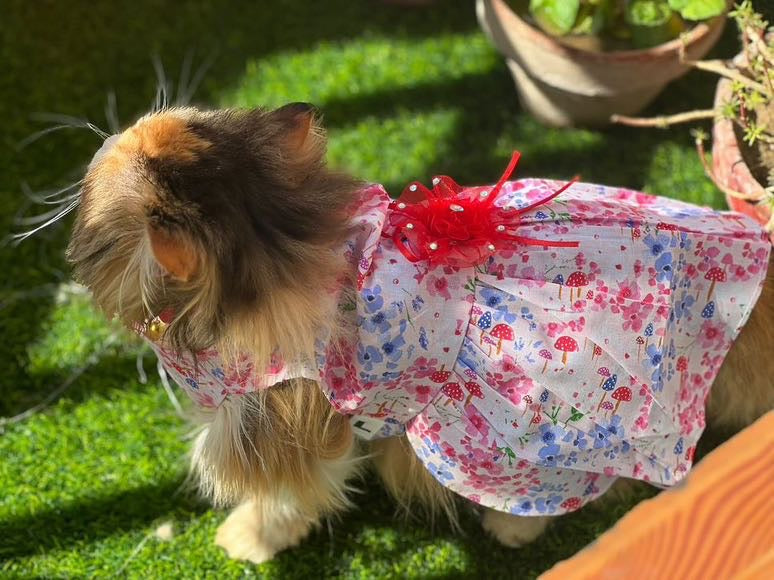 Flora Pet Frock 🌺