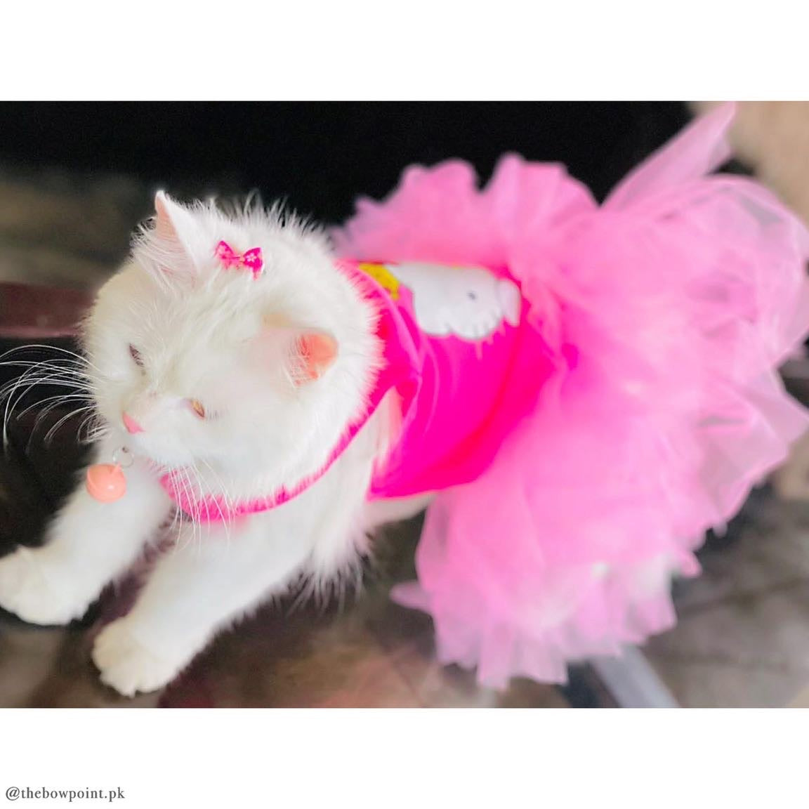 Hello Kitty Pet shirt Summer