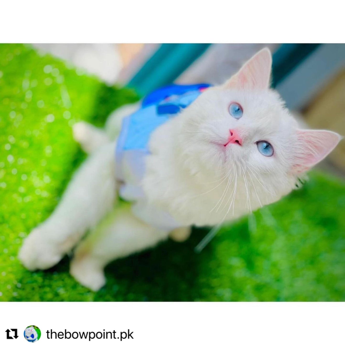 Police pet shirt ๐ฎ๐ปโโ๏ธ๐๐จ