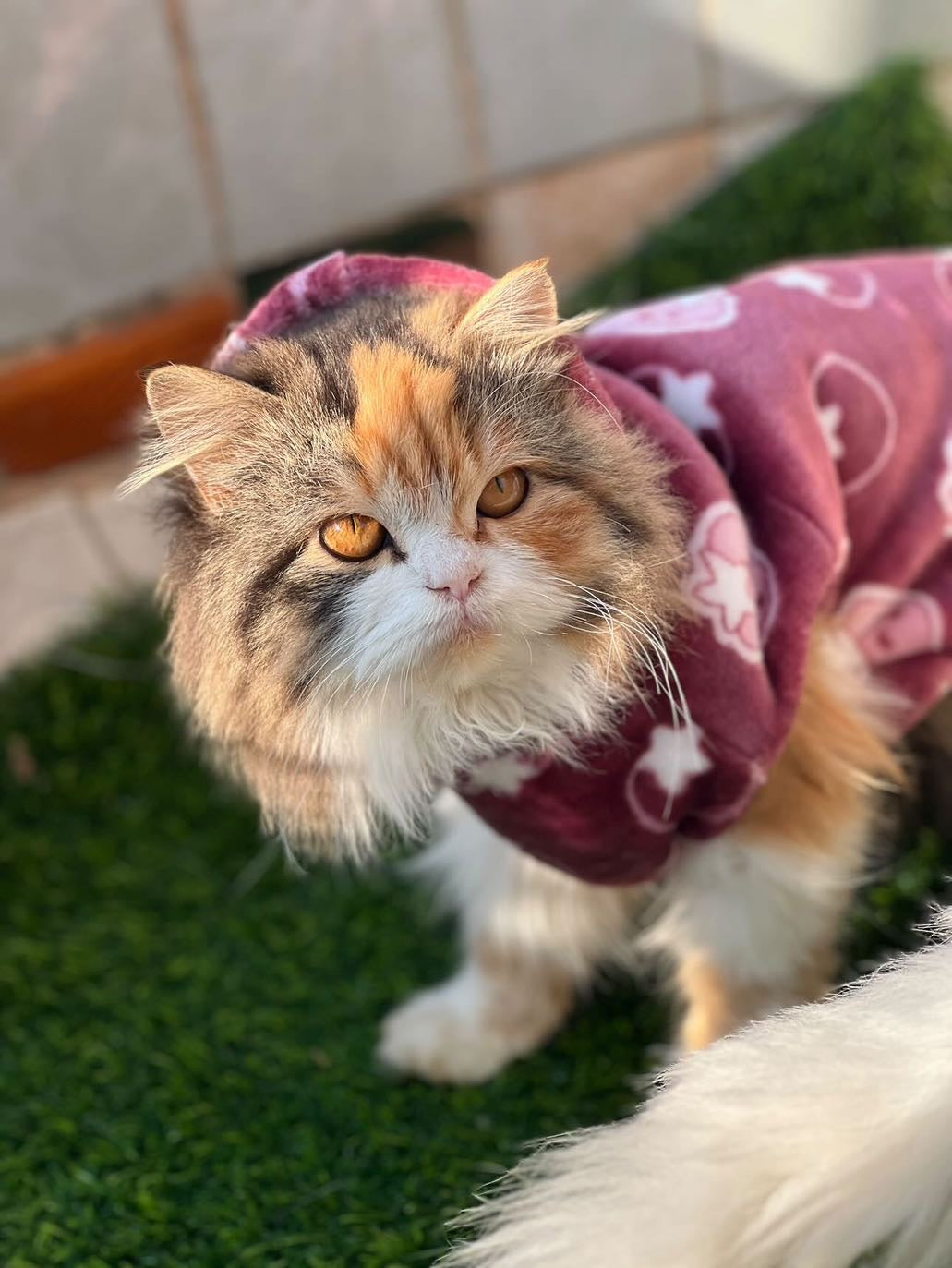 Starberry pet hoodie - Maroon ๐๐๐