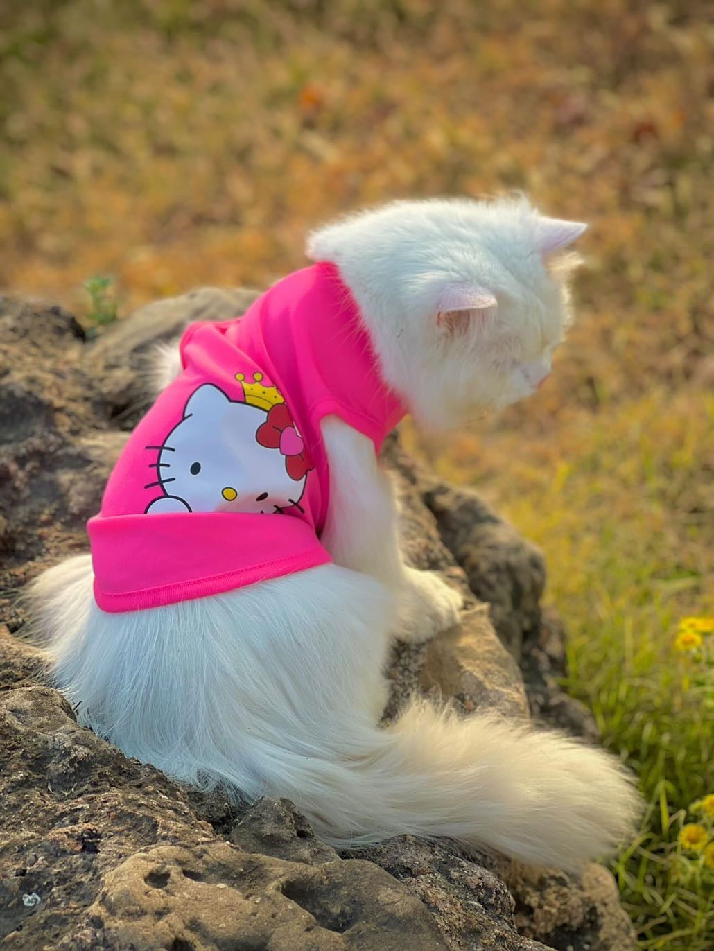 Hello Kitty Pet shirt Summer