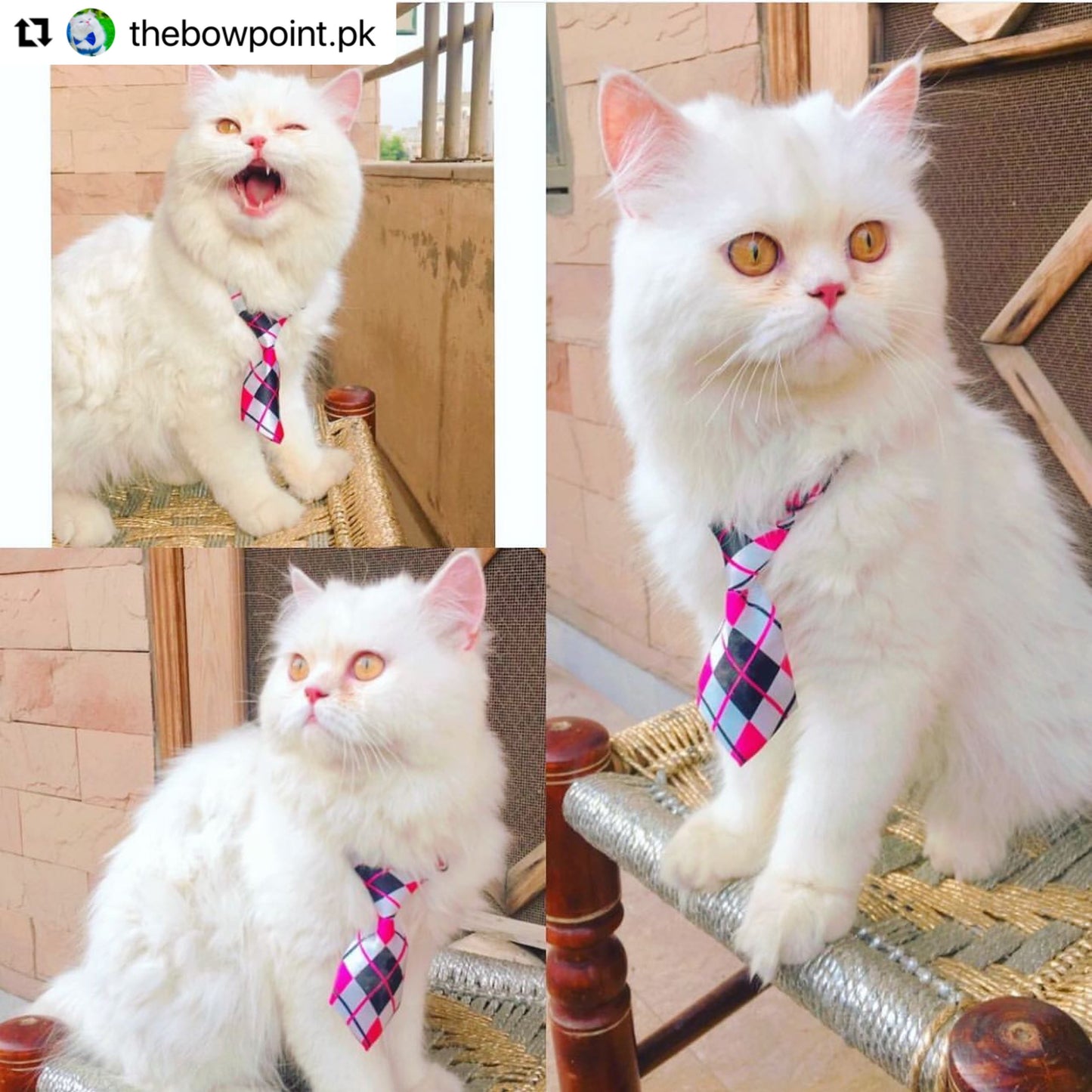 Pet tie - Adjustable ( random prints)
