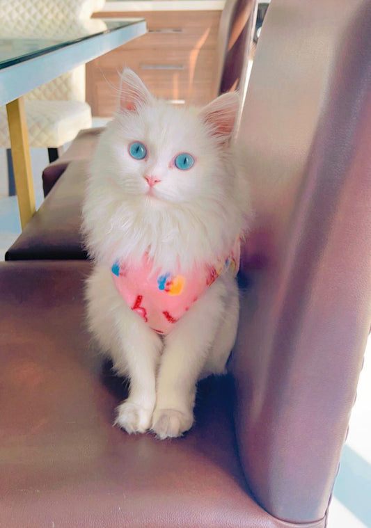 Bubble bears pet sweater π»π - Pink