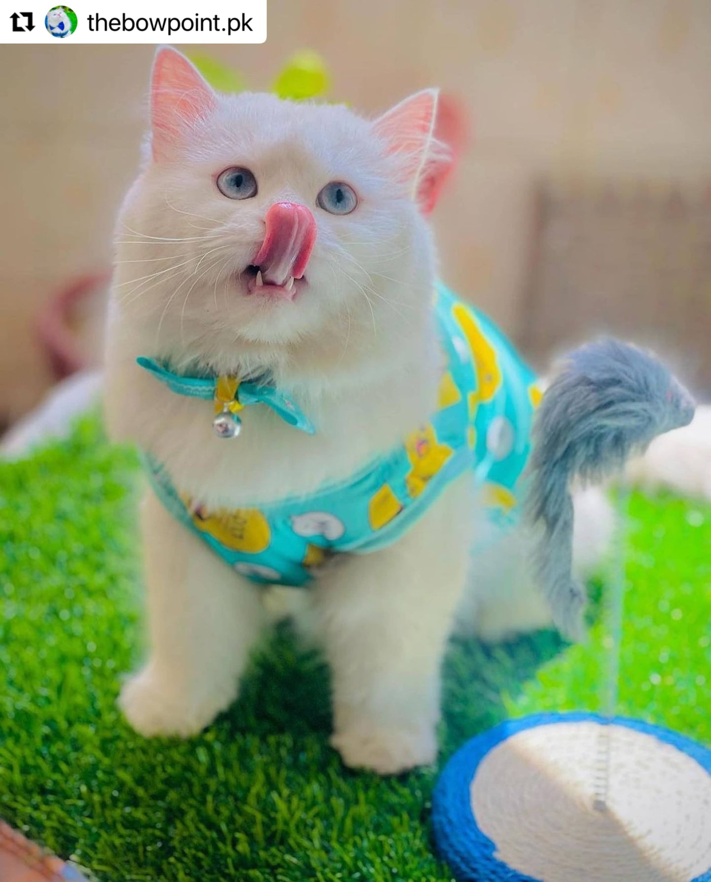 Duck pet shirt - Green 🐥