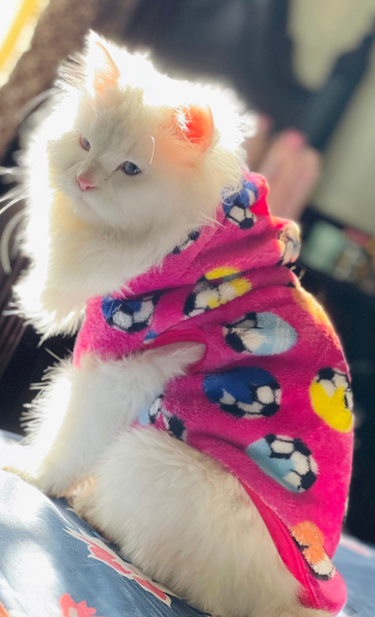 Football pet hoodie - pink ⚽️
