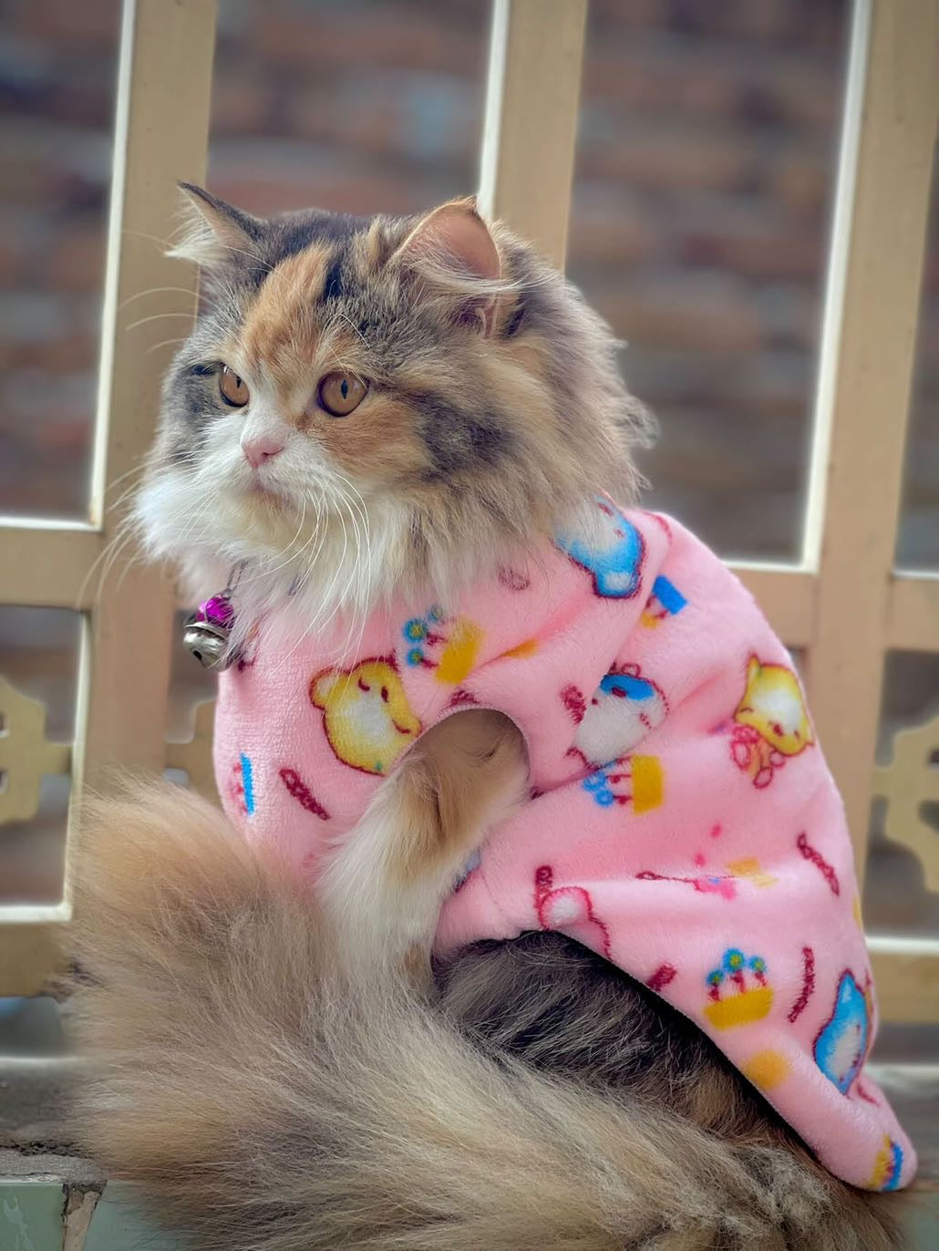 Bubble bears pet sweater 🐻😍 - Pink